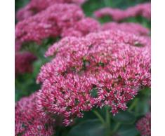 Fetthenne Herbstfreude - Sedum telephium Herbstfreude - Beetstaude