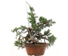 Chinesischer Wacholder Shimpaku, Prebonsai, 16 Jahre, 42cm