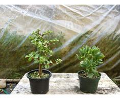 GEOPONICS LOCKIGES Combo! - 4 Töpfe, Mini Jade & Curly Jade Prebonsai Bäume, 4 Topf 2X Nice!