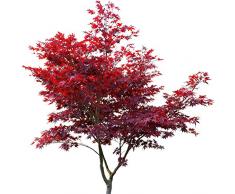 Blutfächerahorn (Roter Fächerahorn) - Acer palmatum atropurpureum - Samen
