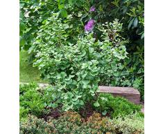 Fächerblattbaum Ginkgo biloba im Topf gewachsen ca. 60-80cm