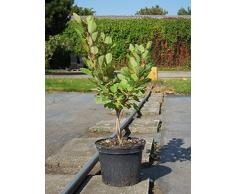 Perückenstrauch Young Lady 30-40 cm Strauch für Sonne-Halbschatten Heckenpflanze weiß-rosa blühend Terrassenpflanze winterhart 1 Pflanze im Topf