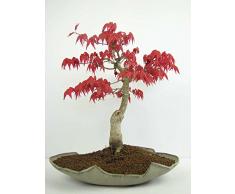 Roter Fächerahorn - 15 Samen - Acer Palmatum atropurpureum
