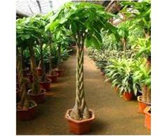 Shopmeeko 50 Teile/paket Pachira Macrocarpa bonsai 100% Wahre Bonsai Baum bonsai Indoor Geld Baum Dosenpflanze Für Mini Garten Und Büro Des: Hellgelb