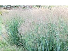 Qulista Samenhaus - Säulen-Rutenhirse Northwind Mischung Ziergras Saatgut immergrün Grassamen winterhart mehrjährig auf Freiflächen, Gehölzrändern, Rabatten