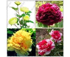 PLAT FIRM GERMINATIONSAMEN: 30pcs / bag chinesische Pfingstrose, Pfingstrose Wurzel Samen, chinesisches Rosa Goldenes Lila Duble