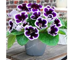 Fash Lady 100 StÃ167U 4cke Rare Echte Blumen Gloxinia Samen Sinningia Gloxinia Blumensamen Hause Bonsai DIY FÃ1-mo4r Garten Zierpflanze 15