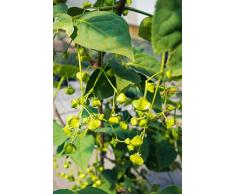 Großfrüchtiges Pfaffenhütchen 125-150 cm Busch für Sonne-Halbschatten Zierstrauch rote Früchte Terrassenpflanze winterhart 1 Pflanze im Topf