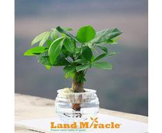 Shopmeeko 50 Teile/paket Pachira Macrocarpa bonsai 100% Wahre Bonsai Baum bonsai Indoor Geld Baum Dosenpflanze FÃ¼r Mini Garten Und BÃ¼ro Des: Deep Blue