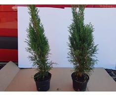 Thuja LebensbaumSmaragd Topfballen 50-60 cm 50 St. Hecke Heckenpflanze