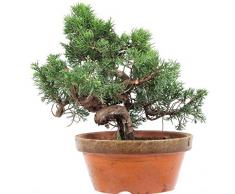 Chinesischer Wacholder Shimpaku, Prebonsai, 15 Jahre, 30cm