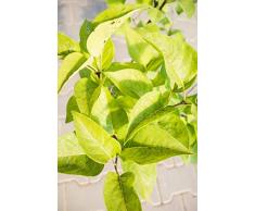 Edelflieder Charles Joly 60-80 cm Busch für Sonne-Halbschatten Zierstrauch lila-rot blühend Terrassenpflanze winterhart 1 Pflanze im Topf