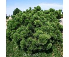 Bizarre Zwerg Kiefer Jakobsen 25-30cm - Pinus mugo