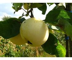 Apfelbaum, Weißer Klarapfel, Malus domestica, Obstbaum winterhart, alte Sorte gelb, im Topf, 130 - 150