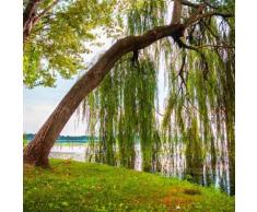 Qulista Samenhaus - Duftend Rarität Trauerweide Zierbaum Baumsamen winterhart mehrjährig für Balkon, Terrasse, Garten