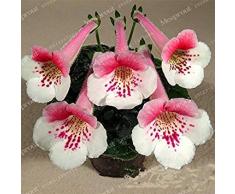 Fash Lady 100 StÃ167U 4cke Rare Echte Blumen Gloxinia Samen Sinningia Gloxinia Blumensamen Hause Bonsai DIY FÃ1-mo4r Garten Zierpflanze
