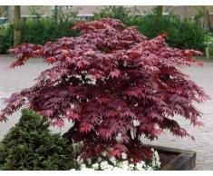Großblättriger roter Japanischer Fächerahorn Gartenpflanze 1 Stück im Topf gewachsen