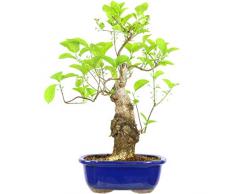 Japanisches Pfaffenhütchen, Prebonsai, 20 Jahre, 48cm