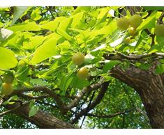 Ginkgobaum Ginkgo biloba Pflanze 45-50cm Baum des Jahrtausends Fächerblattbaum