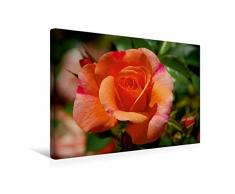 Calvendo Premium Textil-Leinwand 45 cm x 30 cm Quer, Ein Motiv aus Dem Kalender ROSENTRÄUME | Wandbild, Bild auf Keilrahmen, Fertigbild auf Echter Leinwand, Leinwanddruck: Edelrose Natur Natur