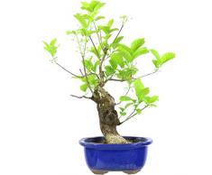 Japanisches Pfaffenhütchen, Prebonsai, 20 Jahre, 44cm