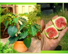 PLAT FIRM KEIM SEEDS: ZWERG Feigenbaum Ficus carica â€šGreen Ischiaâ€˜ indoor oder outdoor! Sehr robust! Saat