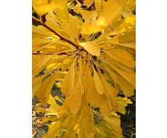 Ginkgo biloba Saratoga - Fächerblattbaum Saratoga - Maidenhair Tree - Baum des Jahrtausends - botanische Urpflanze - Ginko - Heilpflanze