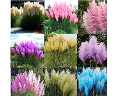 Cioler Amerikanisches Pampasgras Samen Seltene Pampasgras Blumensamen Ziergras Zierpflanzen Saatgut Gartenpflanze