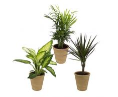 Dominik Blumen und Pflanzen, Zimmerpflanzen Set aus 1x Diefenbachie, 1x Bergpalme und 1x Drachenbaum (Dracaena marginata), 10 - 12 cm Topf, mit terrakotta - farbenem Übertopf