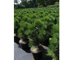 Bosnische Zwergkiefer Malinki - Pinus leucodermis Malinki 25-30cm Preis nach Größe 80-100 cm