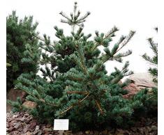 Zwergkiefer Zwergmännchenkiefer Pinus parviflora Negishi Containerware 30-40 cm hoch