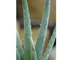 Echte Aloe Vera, 12cm Topf, ca. 40 cm Gesamthöhe (2 Pflanzen)