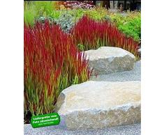 BALDUR-Garten Ziergras Red Baron Japanisches Blutgras Flammengras, 3 Pflanzen Imperata cylindrica winterhart Garten-Ziergräser