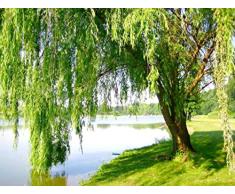 Beautytalk-Garten Rarität Trauerweide Samen Hängeweide Baumsamen Großen Baum Samen Einfach Wachsen Baumsamen Saatgut winterhart mehrjährig Zierbaum für Balkon/Garten