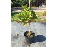 Bauernhortensie Bela 40-60 cm Solitär für Sonne-Halbschatten Heckenpflanze blau blühend Terrassenpflanze winterhart 1 Pflanze im Topf
