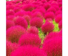 100pcs / bag broomsedge Samen Bonsai Grassamen Balkonpflanze grün broomsedge Samen im Freien Familiengartenpflanzen