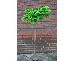 Fächerblattbaum Stämmchen Ginkgo biloba Mariken 80 cm Stammhöhe im 5 Liter Pflanzcontainer