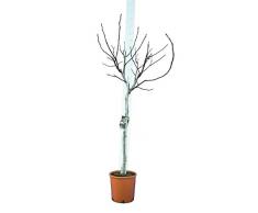 Ficus carica Brown Turkey - Feigenbaum - essbare Früchte - Gesamthöhe 160-180 cm - Topf Ø 30cm