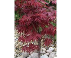 Tropica - Roter Fächerahorn (Acer palmatum atropurpureum) - 20 Samen