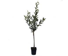 Apfelbaum Elstar Zwergapfelbaum Balkonobst Terrassenobst Zwergobstbaum 100-120 cm 5 Liter Topf M27