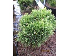Pinus mugo Milky Way - Zwergkiefer Milky Way