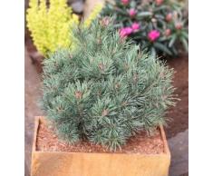 Blaue Zwerg Kiefer Martham 25-30cm - Pinus sylvestris