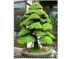 HONIC Große Förderung! 100 PCS Heilige der japanischen Zeder Plantas Bonsai Zierbaum Flores Woody Pflanze für Hausgarten everygreen: Lila