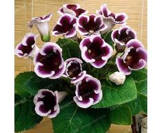 Fash Lady 100 StÃ167U 4cke Rare Echte Blumen Gloxinia Samen Sinningia Gloxinia Blumensamen Hause Bonsai DIY FÃ1-mo4r Garten Zierpflanze 8