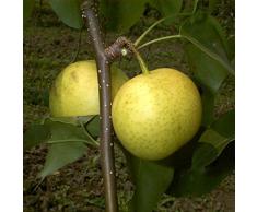 Birnenbaum, Nashi-Birne Hakko, Pyrus Pyrifolia, Obstbaum winterhart, alte Sorte gelb, im Topf, 120 - 150