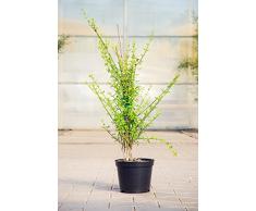 Echter Winter-Jasmin 60-80 cm Solitär für Sonne-Halbschatten Zierstrauch gelb blühend Terrassenpflanze winterhart 1 Pflanze im Topf