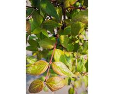 Perlmuttstrauch 60-100 cm Busch für Sonne-Halbschatten Zierstrauch rosa-rot-weiß blühend Balkonpflanze winterhart 1 Pflanze im Topf