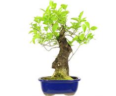 Japanisches Pfaffenhütchen, Prebonsai, 20 Jahre, 46cm