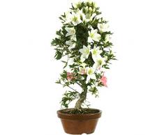 Satsuki Azalee Meihou, Prebonsai, 21 Jahre, 63cm