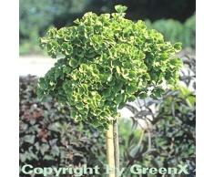 Hochstamm Kugel Fächerblattbaum 30-40cm - Ginkgo biloba